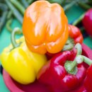 이동5일장 | 용인 5일장 풍경, 장터 끝자락에서...