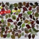 베고니아 원산지 종류 키우기 병해충 방제 이미지