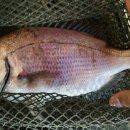 만정1호 이미지