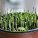 중년과새싹 이미지