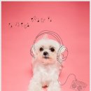 헬로우컷 이미지