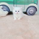 야옹아멍멍해봐탕정점