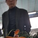 홍화 Daum카페
