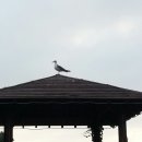 위드해지개 이미지