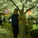 천안북일 벚꽃축제에서..(밤) 이미지