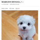 복슬강아지 이미지