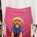 루이앤독 이미지