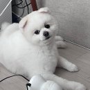 아멜리몽 이미지