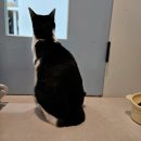 [우리 고양이 쫄보예요~]나비의 고양이호텔링 후기-도봉구창동고양이미용호텔