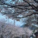 인다락벚꽃길 이미지