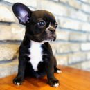 오케이굳(주) 이미지