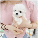 마마스미독 강아지분양 인천점 | 인천강아지분양 마마스미독과 함께한 첫 강아지 분양 체험기