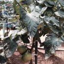 멱절길35번길 이미지