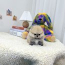 펫마트 강아지 논산점 이미지