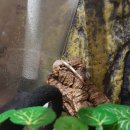 꼬미푸드 이미지