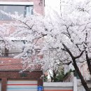 GS25 홍대솔내길점 | 서울벚꽃명소 : 희우정로,홍대솔내길 벚꽃커널 벚꽃만개상황(26.04.04)