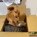 내사랑 강아지 이미지