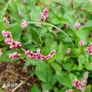 백의초등학교 이미지