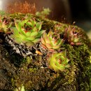 바위솔민박 이미지