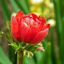 아네모네 이미지