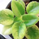 도도버드 이미지