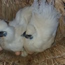 유정농장 이미지