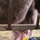 김포목장 이미지