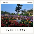 6월 꽃구경 태안봄꽃정원 네이쳐월드 불빛축제 후기