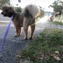 HI, MY DOG 이미지