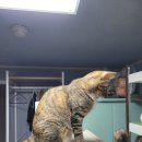 캣 플래닛 | [큐브플래닛 고양이 테라스] 내돈내산 후기 : 캣선반 캣워커 캣스텝 책장 침대난간 세로형