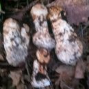 인지솔카페 이미지