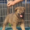 청림견사 이미지