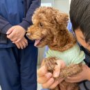 보현동물병원 | 수원동물병원 영통동강아지건강검진 보현동물병원 (feat. 스케일링)