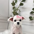 엔젤라독 이미지