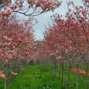 갈멜정원 (전라남도 민간정원 제6호) 이미지