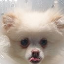 로이종합동물병원 이미지