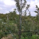 월천농장 이미지