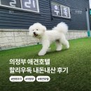할리우독 | 의정부 애견호텔 할리우독 강아지 호텔링 내돈내산