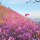 고향꽃화원 | 창원 천주산 진달래축제 2026 일정 천주암·달천계곡 등산코스 주차장 개화상황
