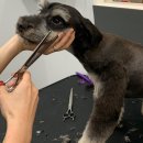 Re Pet 애견샵 이미지