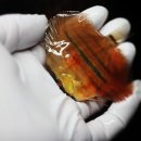 Red Catana Discus 3.5 G 성장 과정 이미지