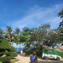 대왕주유소 | 보홀 나팔링 체험다이빙 투어 .히낙다난 동굴 투어 만족했던 후기