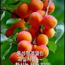 엔돌핀