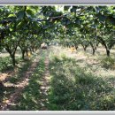 횃불농장 이미지