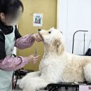 수 애견미용 이미지