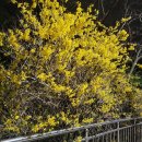 대성통닭 이미지