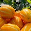 금메달 농장 이미지