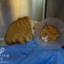 동물자유연대 부속 동물병원 이미지