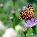 벌과나비 이미지