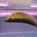 경기 관상어 이미지